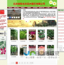 北京绿植租摆,北京花卉租赁,北京绿植送货-北京绿苑名坊花卉绿植公司 北京绿植租摆,北京花卉租赁,北京绿植送货-北京绿苑名坊花卉绿植公司